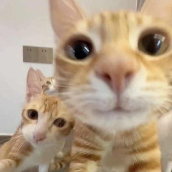 Meet The Posher! - Picture 2 of 16